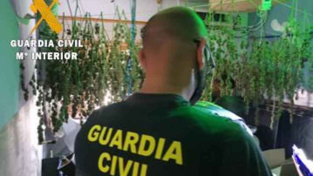 vino apasionado sirena Detenida una familia de Las Navas del Marqués por cultivar marihuana de  forma clandestina