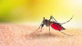 Estos son los sentidos que emplean los mosquitos para identificar a sus víctimas.