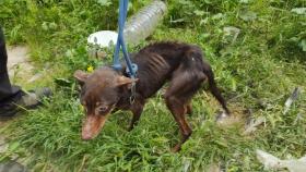 Detenido por tener perros desnutridos y enfermos, uno de ellos robado, en Ronda.