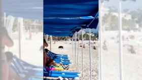 Susto en una playa de Alicante: un jabalí muerde a un bañista y se cuela en un camping de Altea