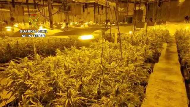 Plantación de marihuana descubierta por la Guardia Civil de Palencia