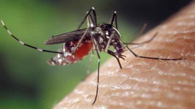 Las picaduras de mosquito pueden provocar complicaciones en la salud y transmitir enfermedades.