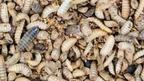 La biodegradación es un método de eliminación de los residuos orgánicos tales como los restos vegetales o alimentarios, que aprovecha el proceso natural de digestión y la capacidad degradadora de la materia orgánica de ciertos insectos en su estadio larvario.