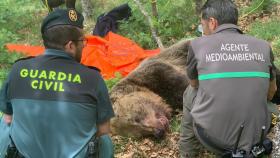 Imagen del momento del rescate del cadáver de oso pardo en la Montaña Palentina.