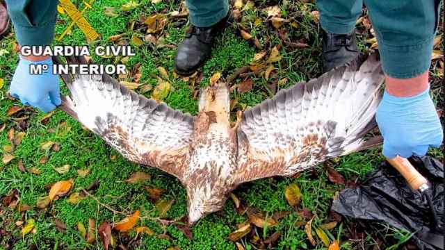 Imagen de archivo de un águila envenenada en Castilla-La Mancha.