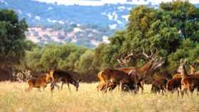 ¿Quiénes son los propietarios de las fincas de caza más grandes de Castilla-La Mancha?