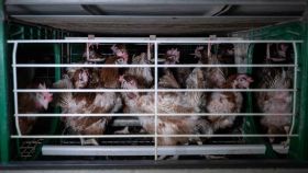 Un grupo de gallinas enjauladas en una explotación de estos animales