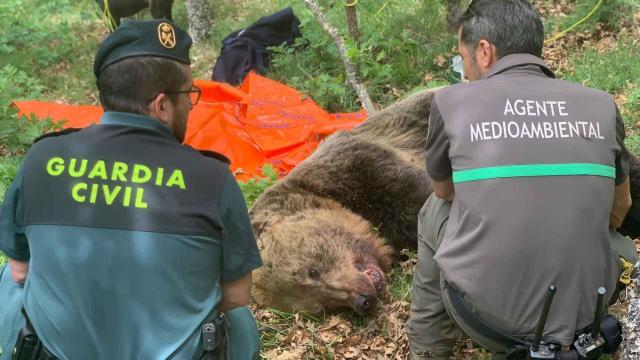 Dos osos pardos se pelean y el macho acaba muerto y la hembra y su cría desaparecidas