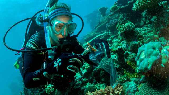 La bióloga marina Emma Camp recogiendo una muestra de una colonia de corales sanos en Australia.