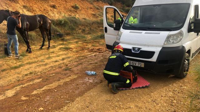 Rescate de caballos en la A-52 a su paso por Sitrama de Tera (Zamora)