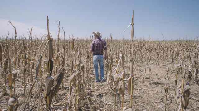 Imagen de archivo de cultivos de maíz destruidos por la sequía.
