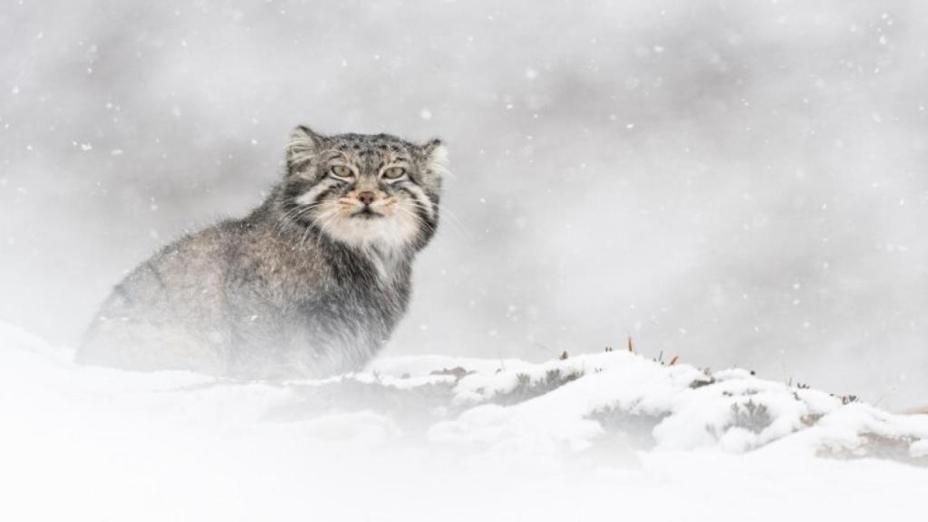 El de las nieves: el animal más escurridizo mundo que Vicent Munier consiguió