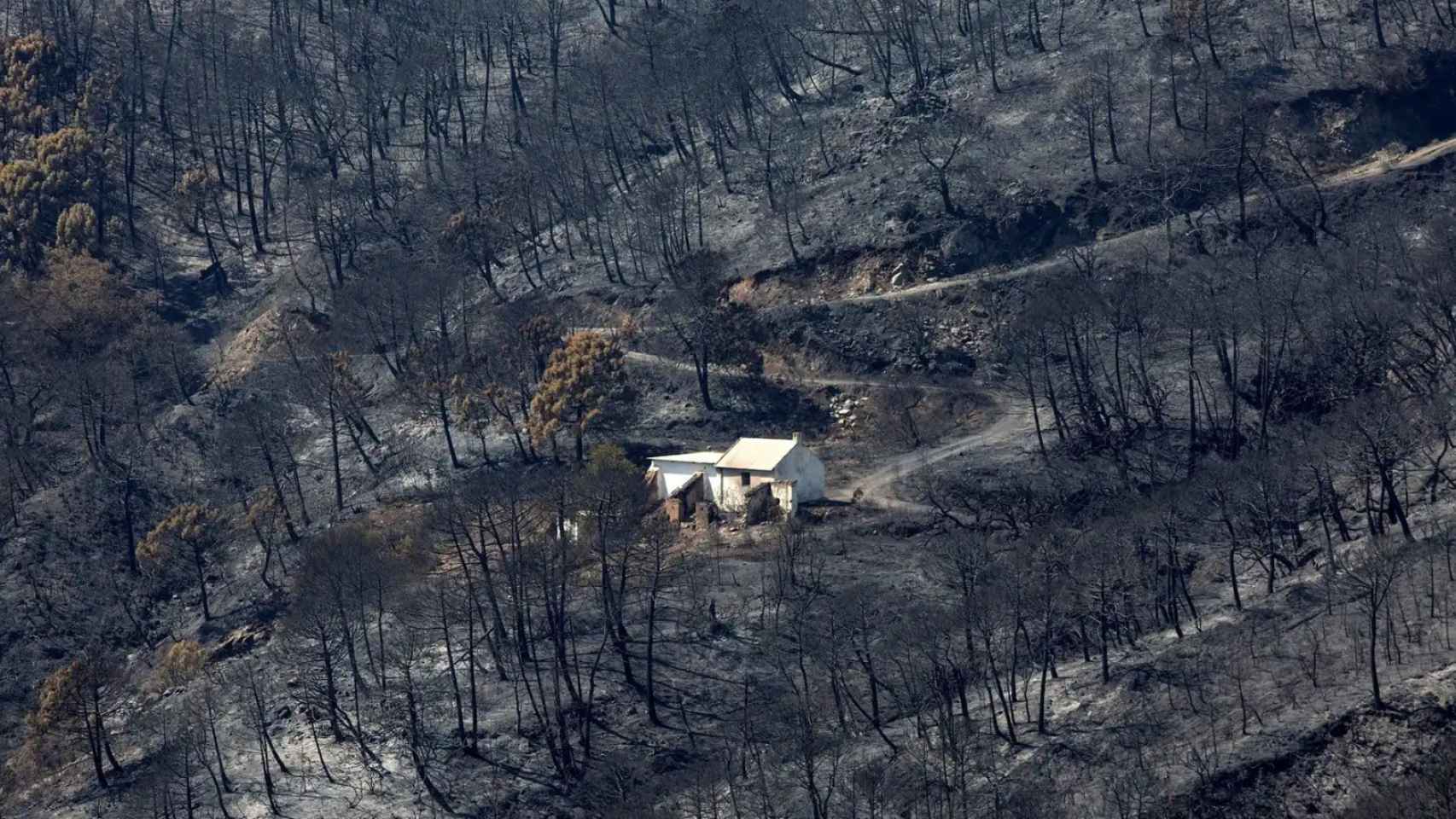 Hectáreas de monte quemado por el incendio de Sierra Bermeja, Málaga.
