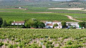 Bodega Cortijo la Fuente, en Mollina.