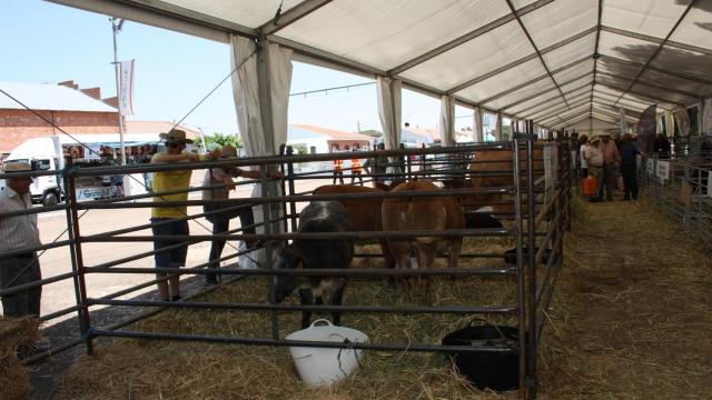 La próxima edición de Feduque se celebrará en Los Cortijos (Ciudad Real)