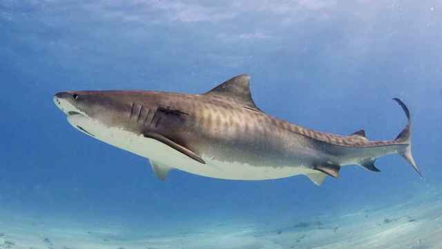 Tiburón tigre en las Bahamas.