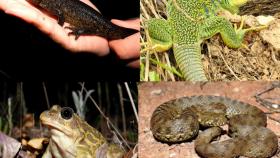 Algunos anfibios y reptiles habituales en Almazán