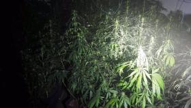 Imagen de la plantación de marihuana.