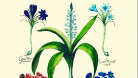 Un detalle de la ilustración de la cubierta de 'La inteligencia de las flores', de Maurice Maeterlinck