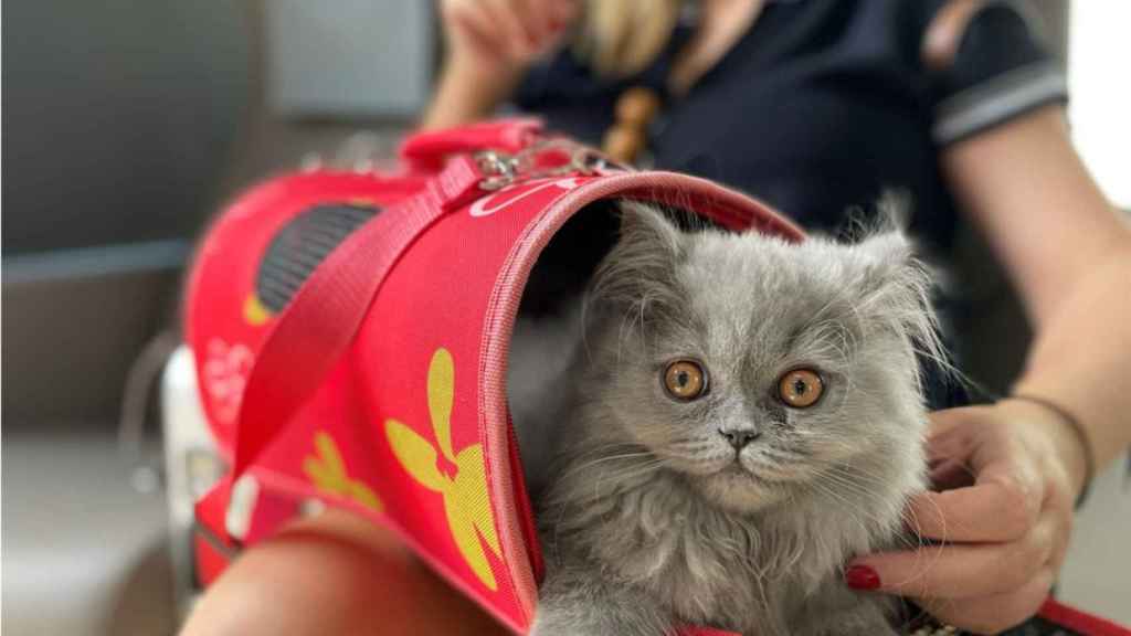 Imagen de una pasajera que viaja junto a su gato en una de las butacas 'pet friendly' de Baleària.