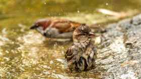 Cómo ayudar a los pájaros caídos de los nidos durante la ola de calor: cuidado con los vencejos y la urohidrosis