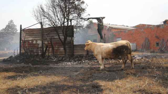 Campos arrasados en el incendio en la Sierra de la Culebra (Zamora)