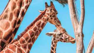 ¿Engañaron las jirafas a Lamarck y Darwin?