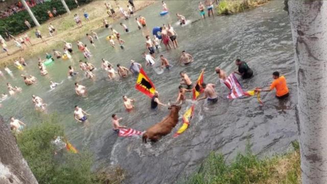 Polémica imagen de la suelta de vaquillas en aguas del Tajo en Trillo (Guadalajara).