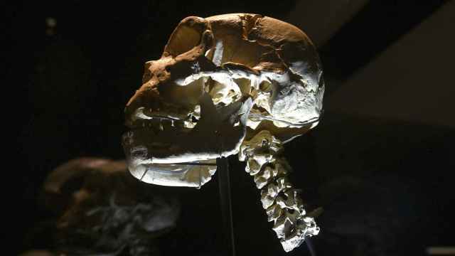 Presentación de las vértebras cervicales que completan el 'Cráneo número 5' del Museo de la Evolución Humana