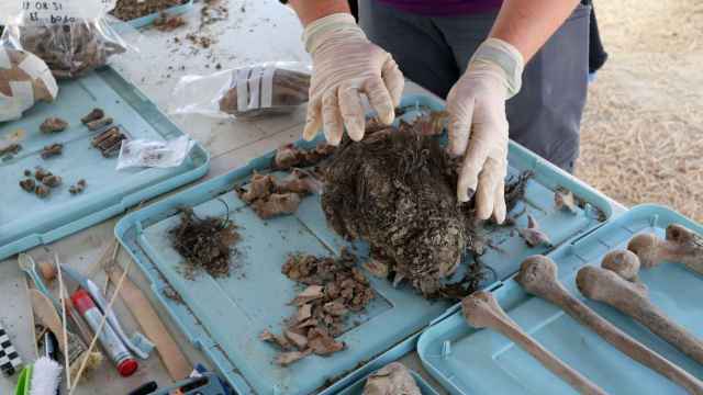 ARMH. La Asociación para la Recuperación de la Memoria Histórica localiza los dos cuerpos que buscaba en una fosa en Cospedal de Babia, en León