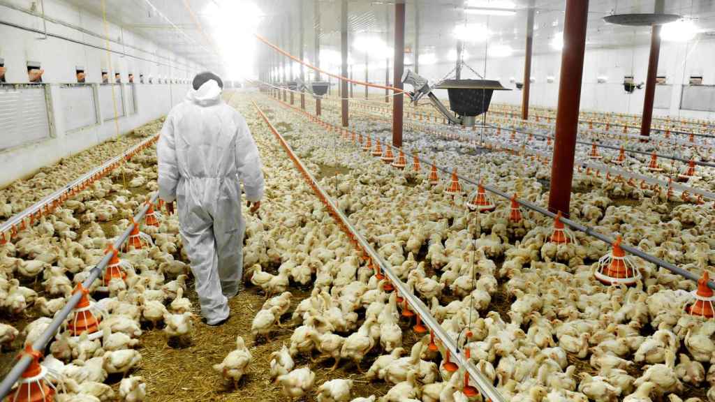De 40 gramos a 3 kilos en un mes: hacinamiento y paros cardíacos en la  industria del pollo de engorde