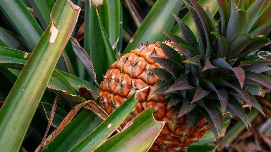 Piña tropical.