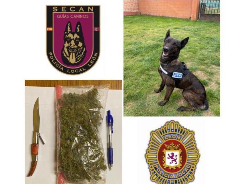 Imagen da la marihuana intervenida por la Policía Local de León