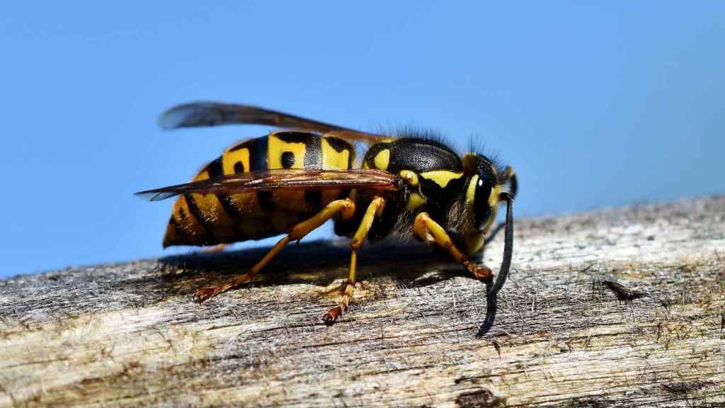 La planta de exterior que ahuyenta rápidamente avispas y abejas de tu casa