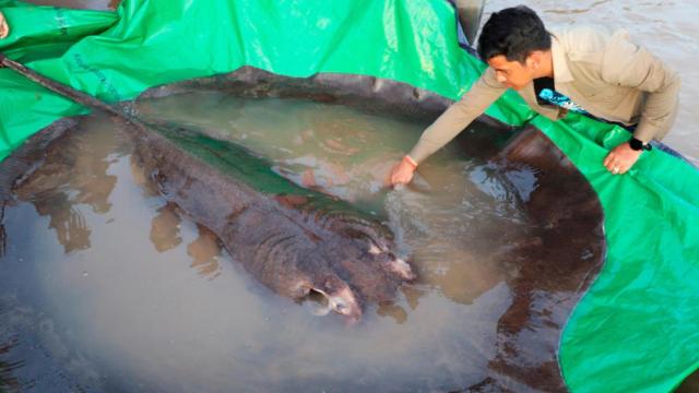 El pez capturado en Camboya, en un fotograma de un vídeo publicado por la Agencia EFE.
