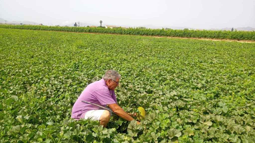 Manuel Martín, agricultor de Asaja Cartagena, recogiendo un melón de su plantación.