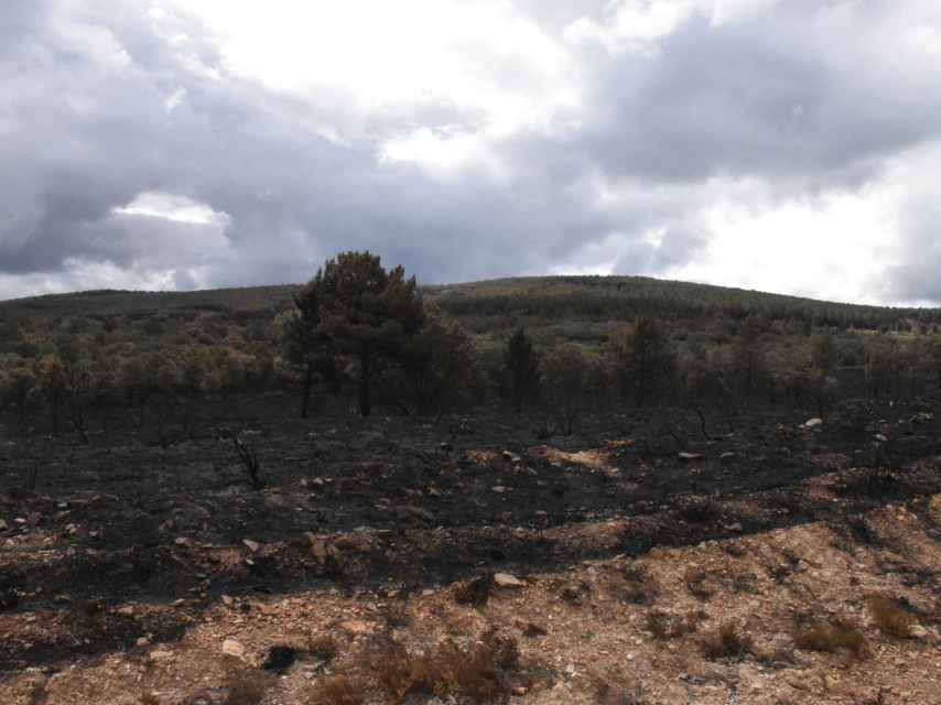 Imagen del estado de la Sierra de la Culebra, en Zamora, tras el incendio de hace dos semanas.