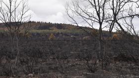 Días después del incendio en la Sierra de la Culebra