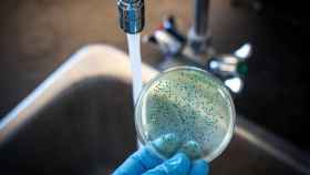 Un cultivo bacteriológico en un laboratorio. (Archivo)