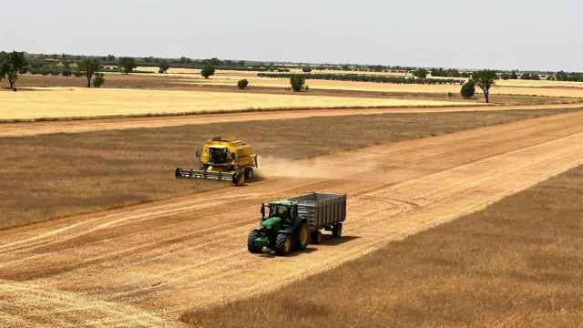 Asaja prevé una cosecha de cereal irregular en Castilla-La Mancha