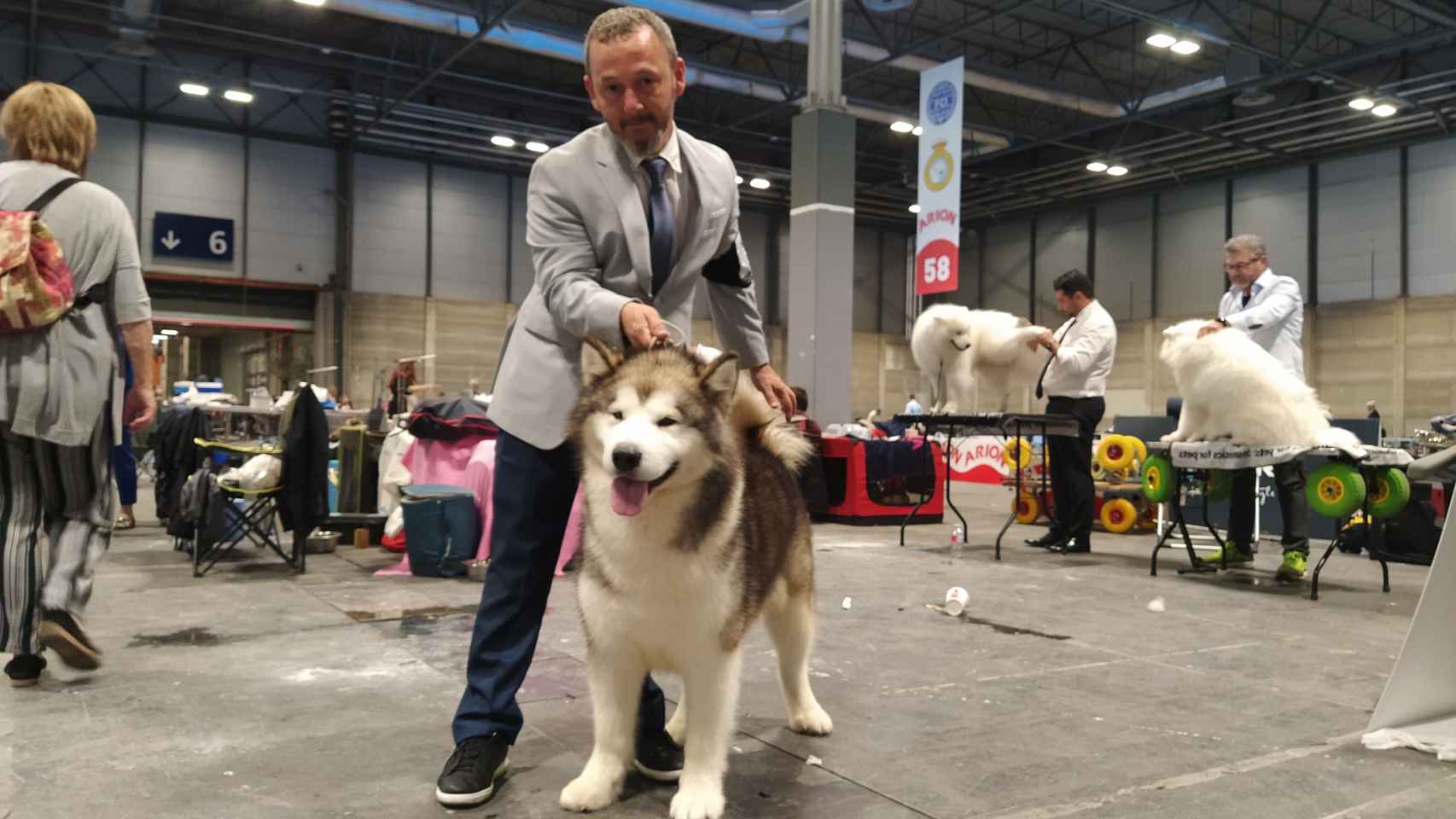emitir Hornear Descripción Madrid corona al perro más guapo del mundo en el World Dog Show: un Fox  Terrier de pelo duro