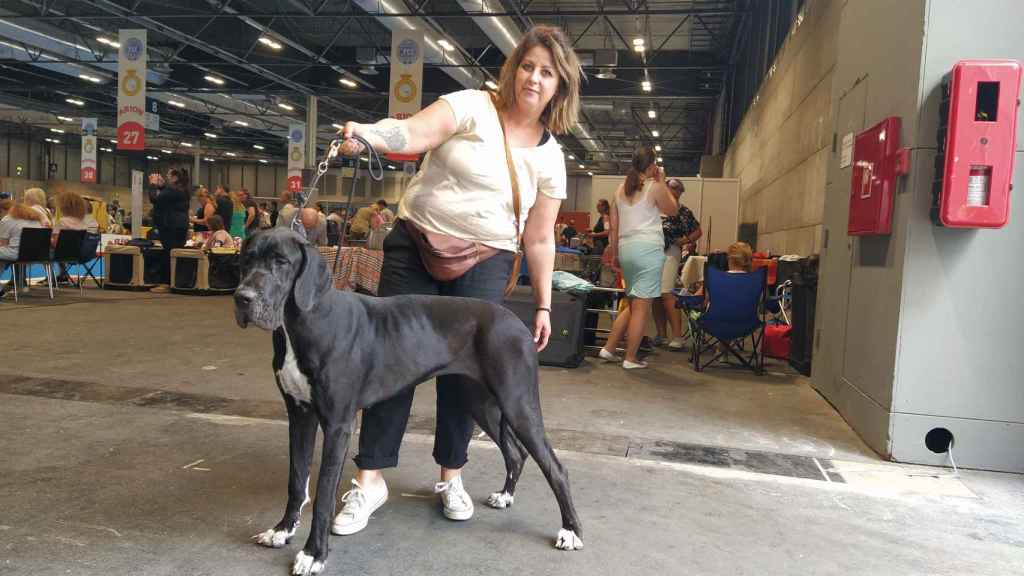 Mari Cielo Fernández, dog breeder, with Sheela, an 11-month-old German Mastiff.