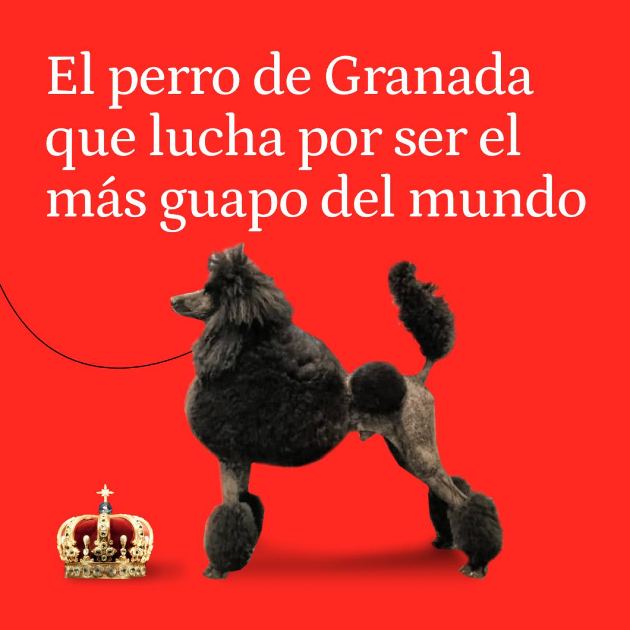 Helmes tiene 2 años, es de Granada y tardan 6 horas en peinarlo: ¿será el perro más guapo del mundo?