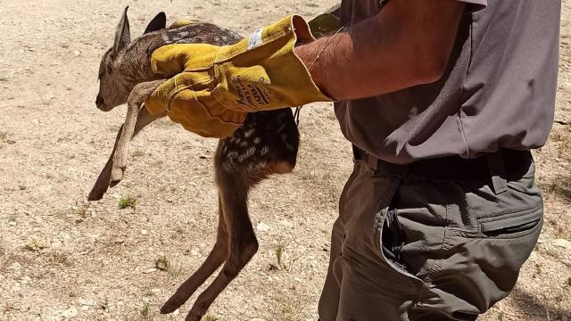 El corcino localizado en la provincia de Segovia por unos ciclistas