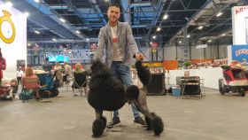 El peluquero canino, José Heredia, junto a su caniche gigante, Helmes, en el World Dog Show de Madrid.