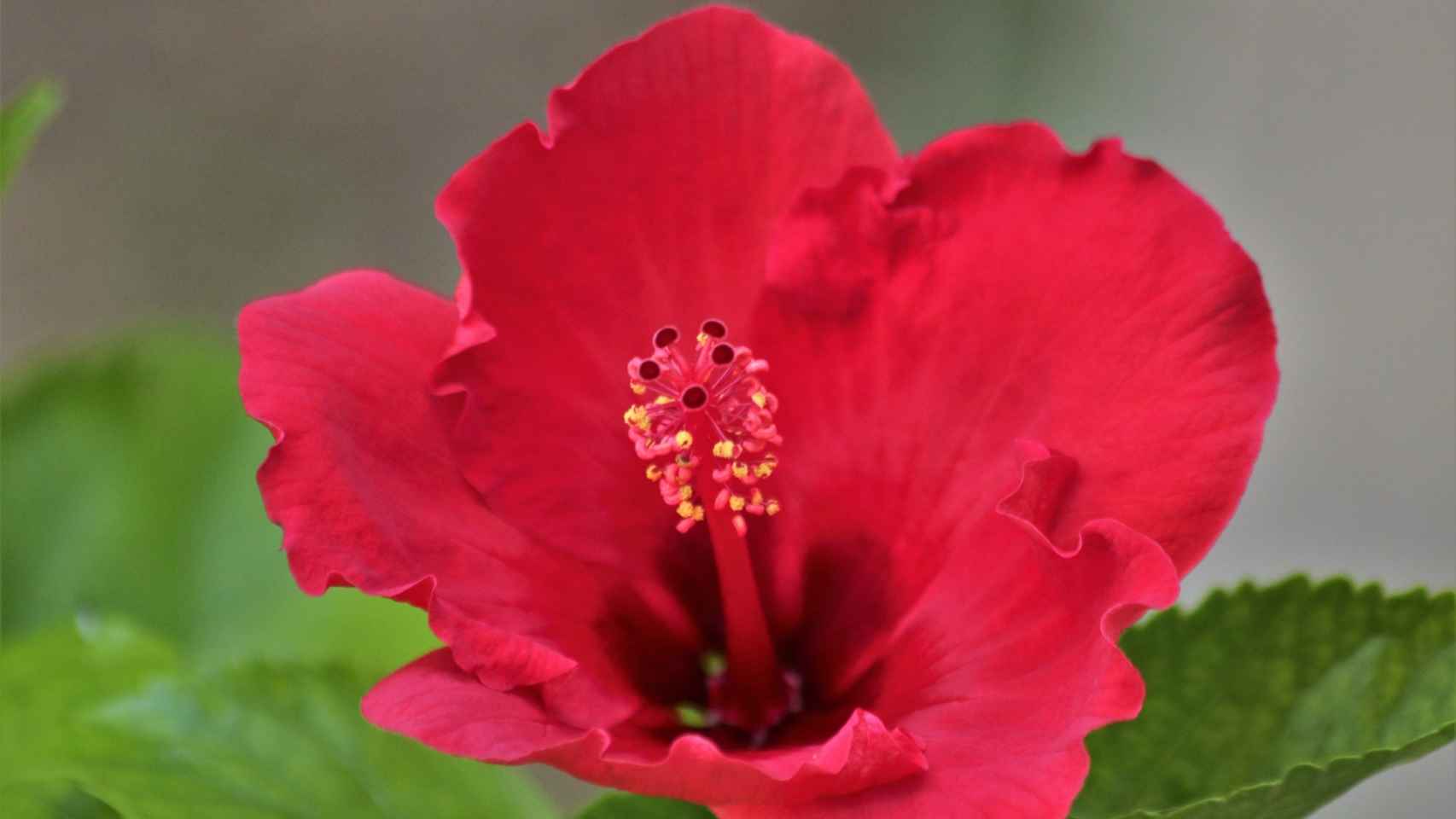 El color rojo de sus flores es lo que da a esta infusión su característico aspecto.