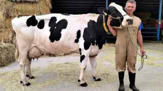 El Indulto a la Vaca Fadie, Talismán de Juanma Moreno: Vivirá Aunque Deje de Dar Leche