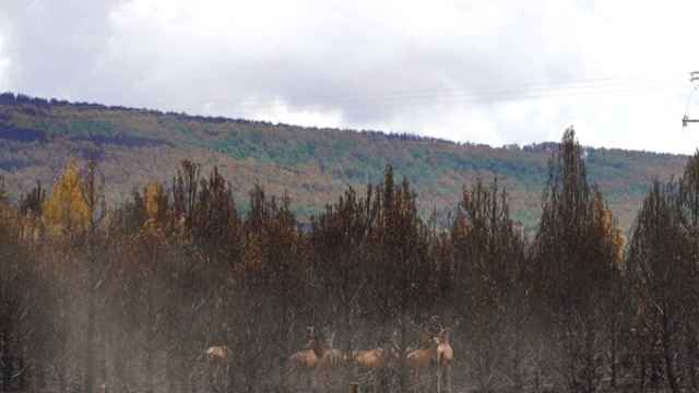 Imagen tras el incendio de la Sierra de La Culebra