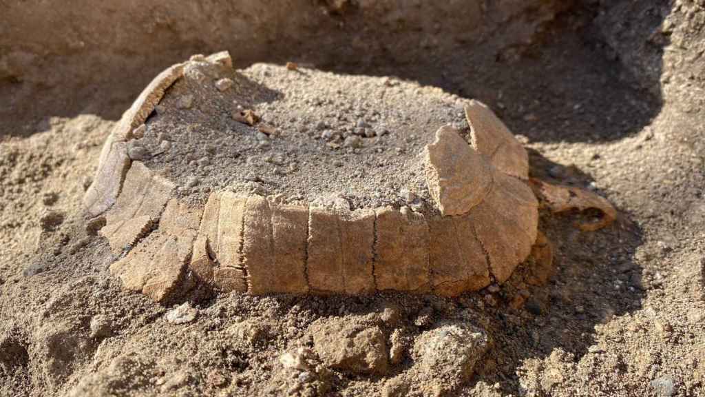 La tortuga hallada por los arqueólogos. / Parque Arqueológico de Pompeya