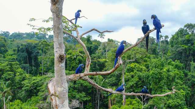 Un grupo de guacamayos jacintos descansan sobre unas ramas en plena selva amazónica